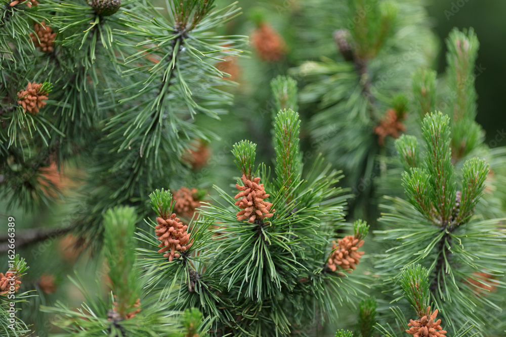 Ornament from green plants. Green background. Negishi.Japanese pine Ornament from green plants. Green background. Negishi.Japanese pine