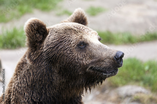 Close up brown bear