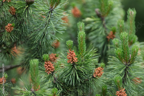 Ornament from green plants. Green background. Negishi.Japanese pine