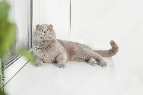 Scottish fold cat lying on sill near white plastic window