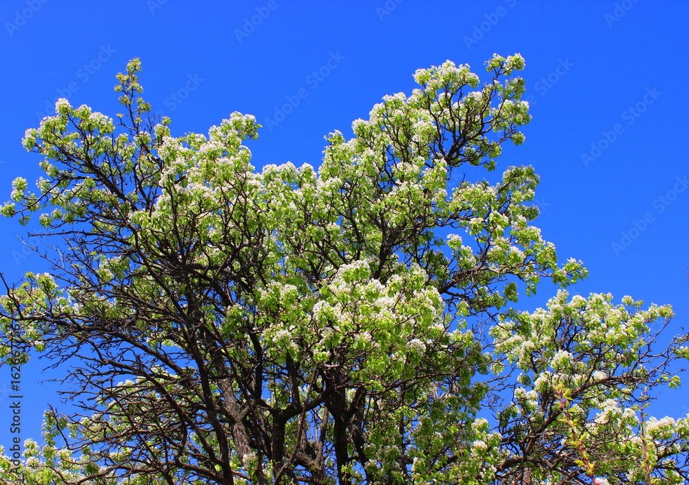 Flowering pear tree Flowering pear tree