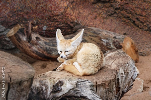 Fotografi fennec enjoys