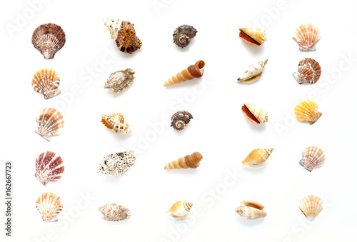 Variety of seashells arranged in rows and columns on a white background.