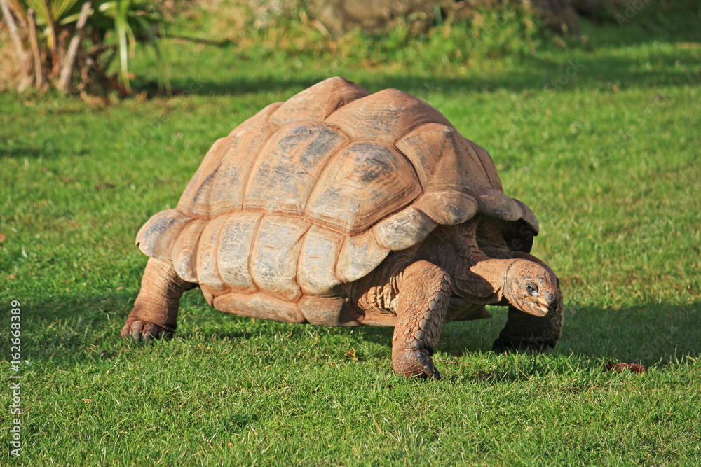 Giant tortoise Giant tortoise