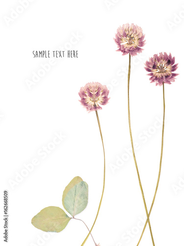 Pressed and dried flower