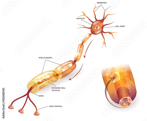 Myelination of nerve cell. Myelin sheath surrounds the axon close-up detailed anatomy illustration photo