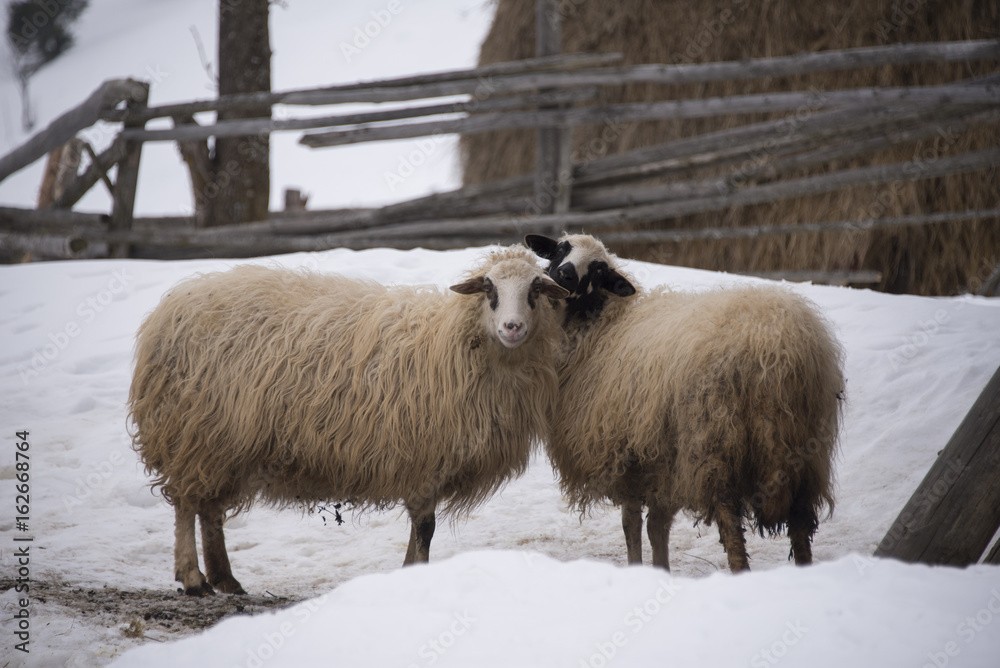 Obraz premium Two uncut sheep leaned against each other in a backyard in winter