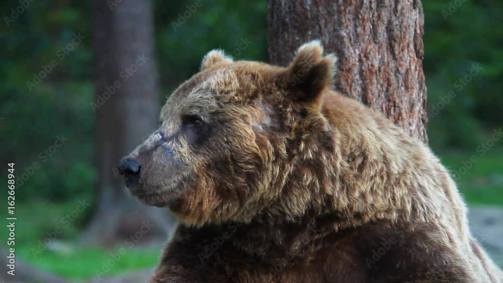Wild Brown Bear in Finland near the Russian Border Wild Brown Bear in Finland near the Russian Border