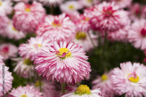 pink daisies