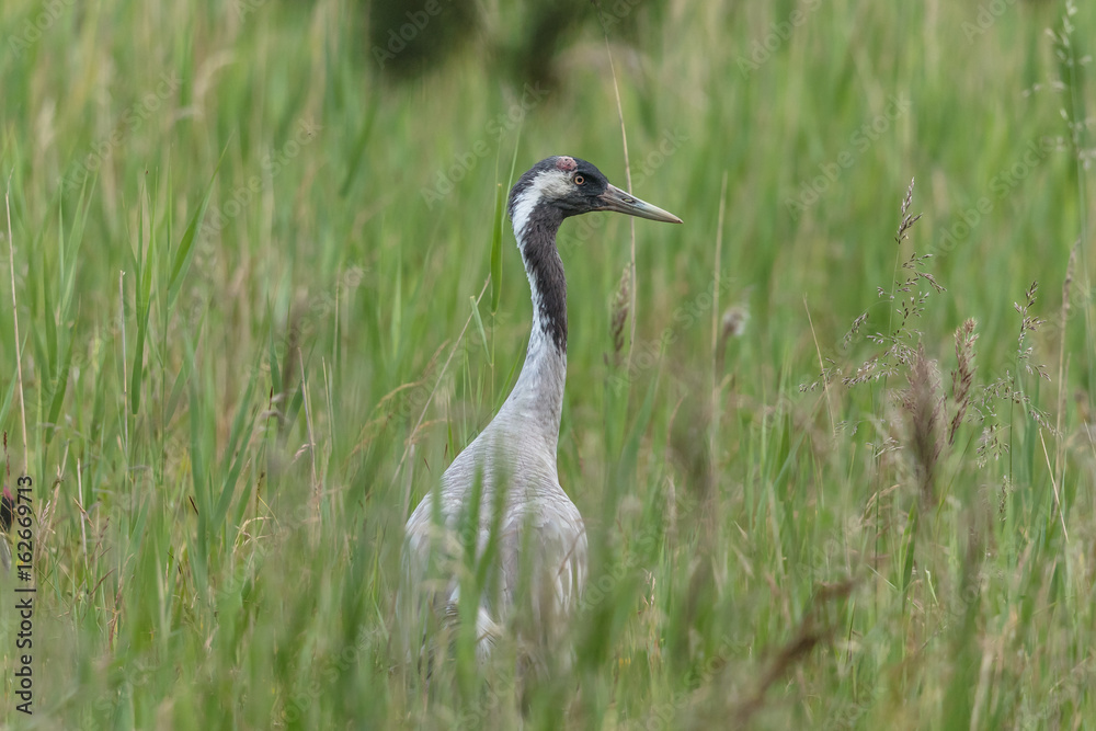 vögel vögel