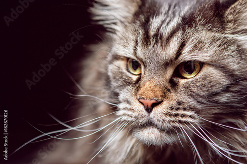 Portrait of a cat. Maine Coon. Purebred cat.