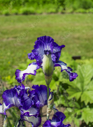 Fototapeta Naklejka Na Ścianę i Meble -  Beautiful iris