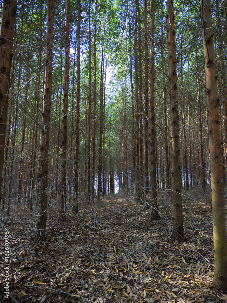Fototapeta premium Trees