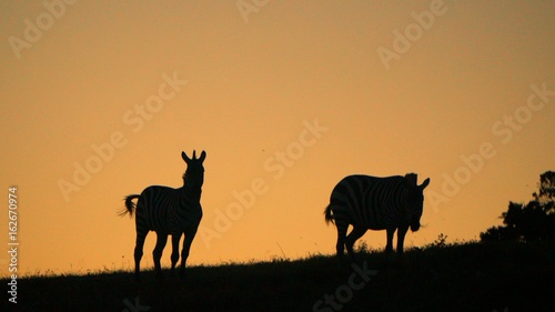 Zebra Silohouette