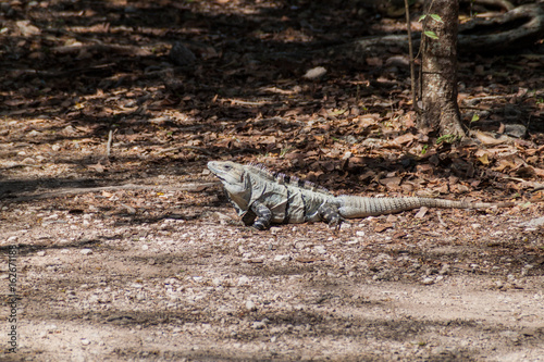 Black Iguana at the Mayan archeological site Chichen Itza, Mexico
