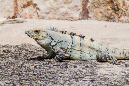 Black Iguana the ruins of the ancient Mayan city Uxmal  Mexico