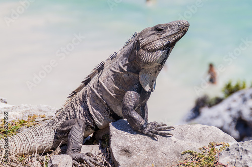 Black Iguana at the ruins of the ancient Maya city Tulum, Mexico. People at the beach in the background, out of focus.