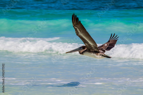 Brown pelican  Pelecanus occidentalis  near Tulum beach  Mexico