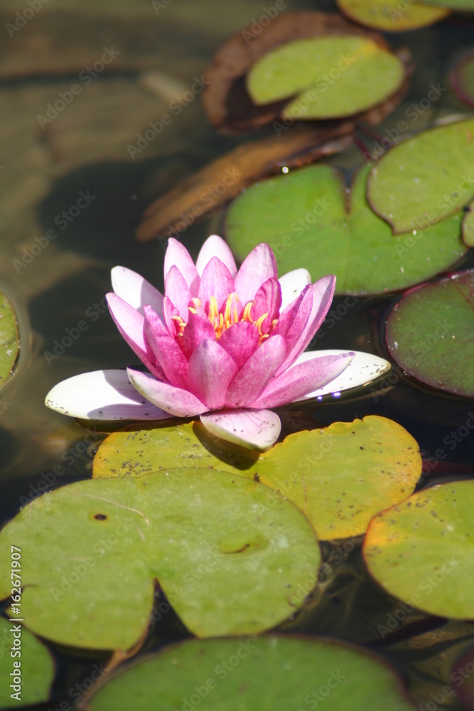 Nenufar Nenufar
