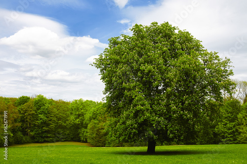 single chestnut tree on green meadow