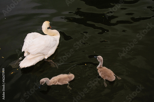 White swan with two chicks