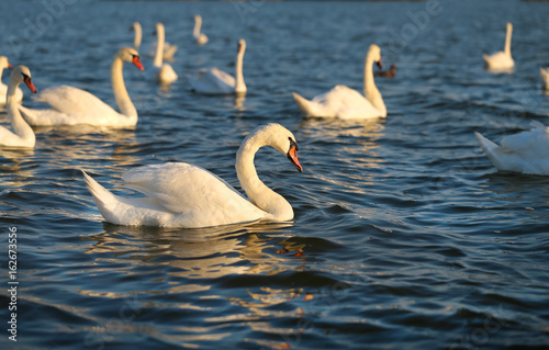 Photo of wonderful swans