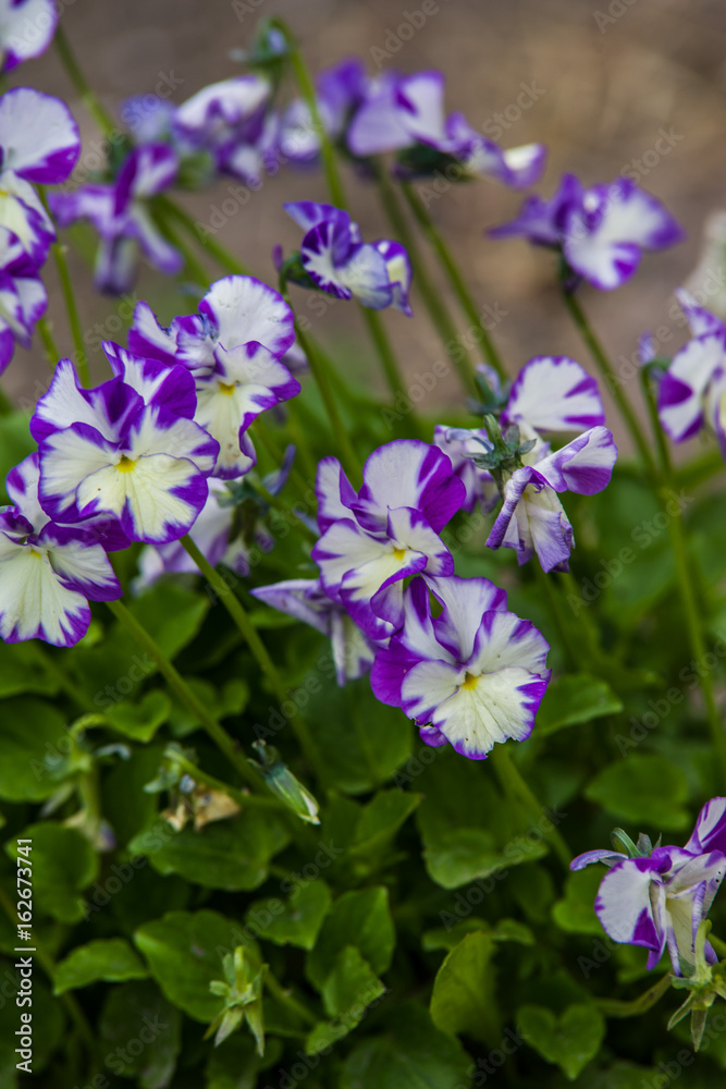 Fototapeta premium Viola cornuta