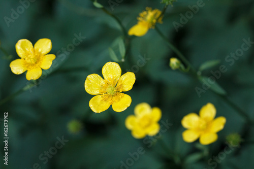 Yellow buttercup flowers