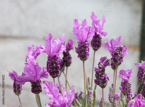Fototapeta Naklejka Na Ścianę i Meble -  Topped Lavender