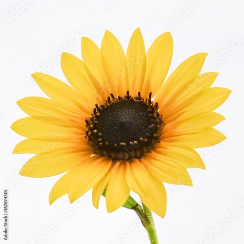 An up close view of a golden yellow Sunflower 