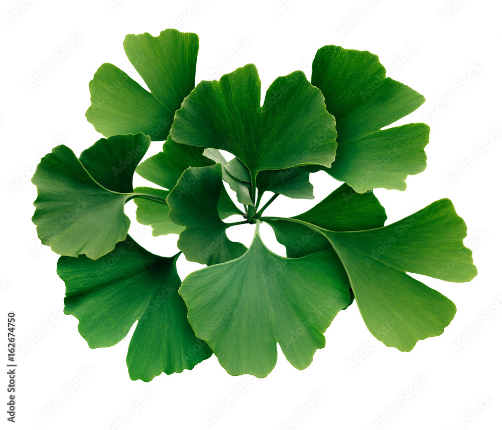 Ginkgo Biloba Isolated Ginkgo Biloba Isolated