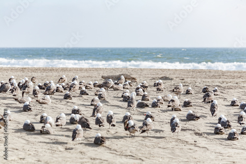 Seagulls at the beach