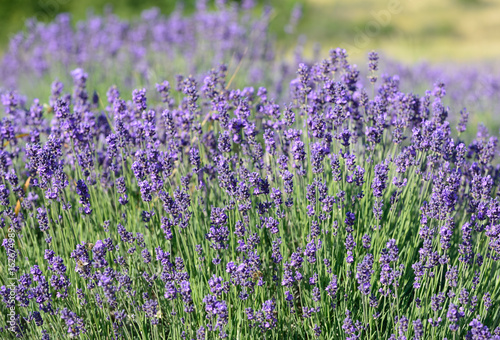 Violet lavender bunch