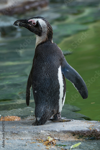 Portrait of funny African penguin at close up