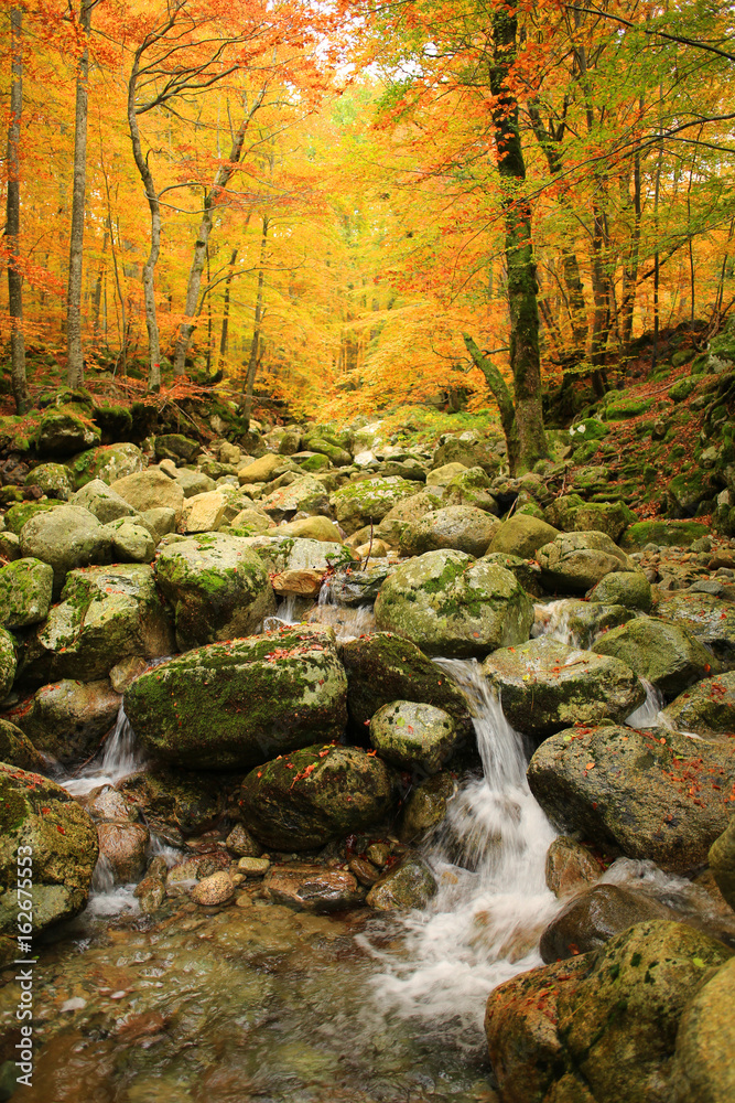 Autumn forest on Corsica Island, France Autumn forest on Corsica Island, France
