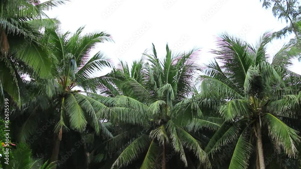 Wind blowing through tropical palm trees at exotic far away vacation beach island with copy space. Wind blowing through tropical palm trees at exotic far away vacation beach island with copy space.