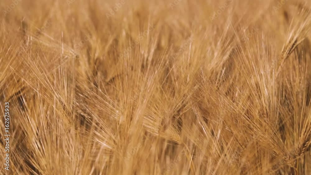 Almost ripe barley on the field on summer afternoon, just before sunset. Almost ripe barley on the field on summer afternoon, just before sunset.