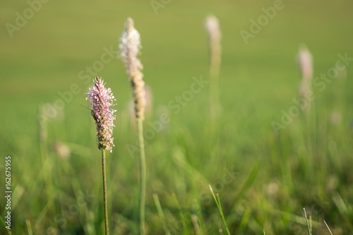 Plantain flower. Slovakia