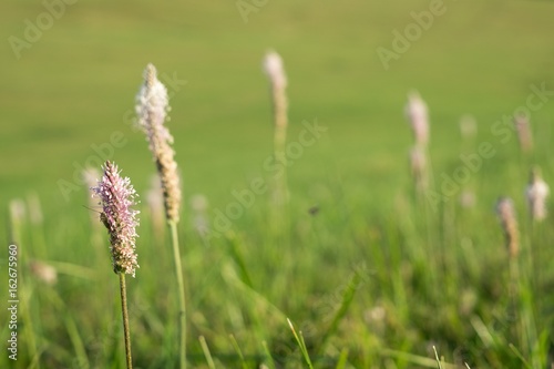 Plantain flower. Slovakia