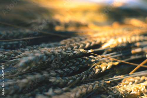 Wheat spikes on a table in the sunlight. photo