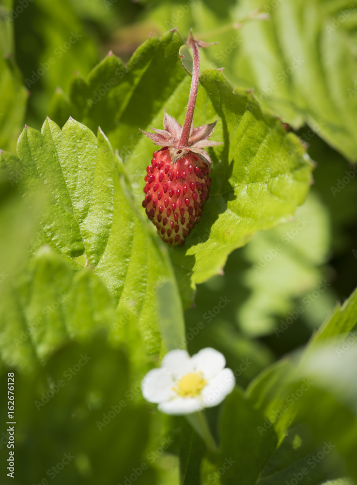 Little Strawberry and Strawberry Blossom Little Strawberry and Strawberry Blossom