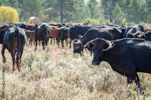 Herd of cows and bulls grazing