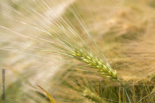 Detail of the Barley Spike