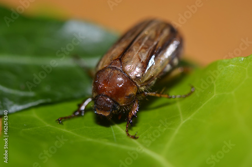 Ribbed beetle Brach (Amphimallon solstitiale)