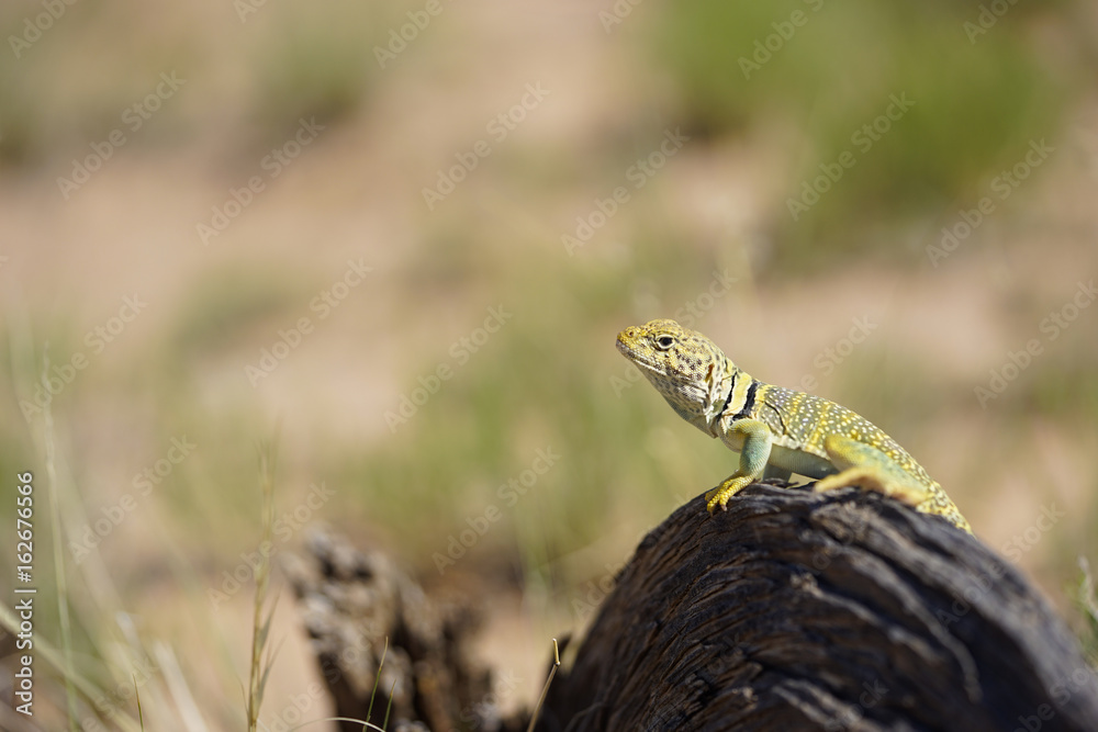 Naklejka premium Perching Lizard