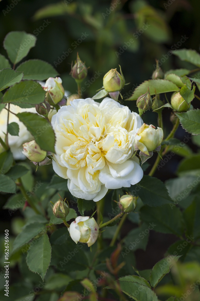 The Piligrim - English Rose - bred by David Austin The Piligrim - English Rose - bred by David Austin