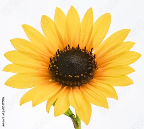 Fototapeta Naklejka Na Ścianę i Meble -  An up close view of a golden yellow Sunflower 