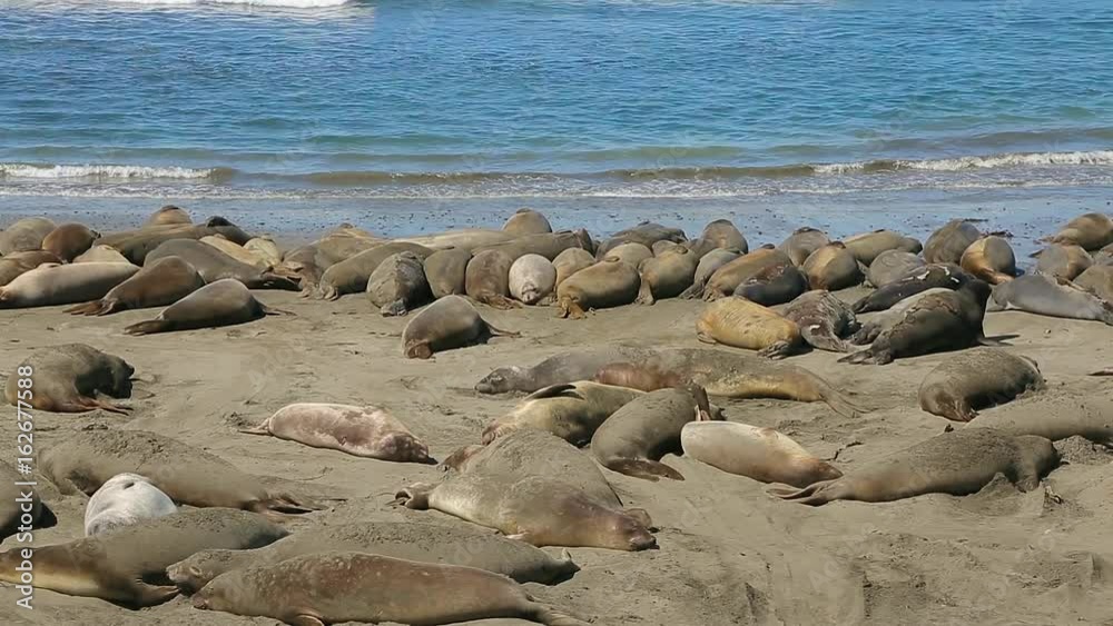 Northern Elephant seal colony. Colony of wild Elephant Seals (Mirounga angustirostris). Sea elephants lie on the shoreline of the Pacific Ocean Northern Elephant seal colony. Colony of wild Elephant Seals (Mirounga angustirostris). Sea elephants lie on the shoreline of the Pacific Ocean