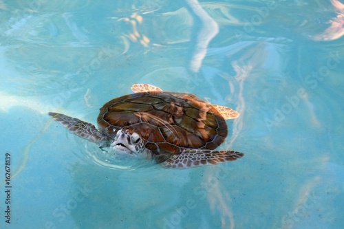 Fototapeta Naklejka Na Ścianę i Meble -  A green turtle poking its face out of the water in a conservation pool in Cuba