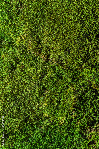 Photography moss background